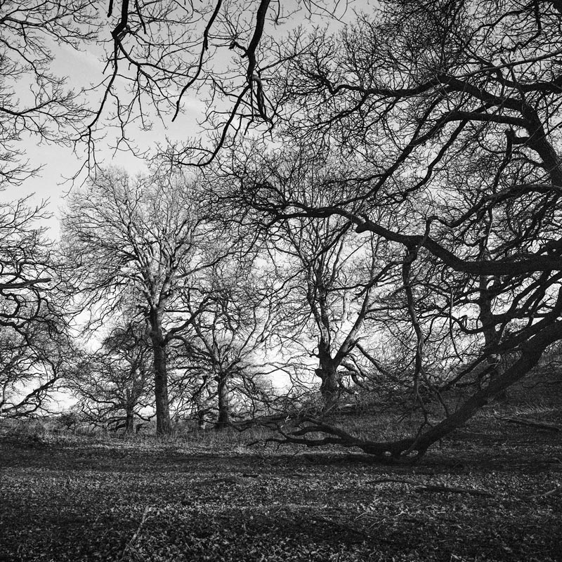 Ancient Herefordshire Trees No. 15