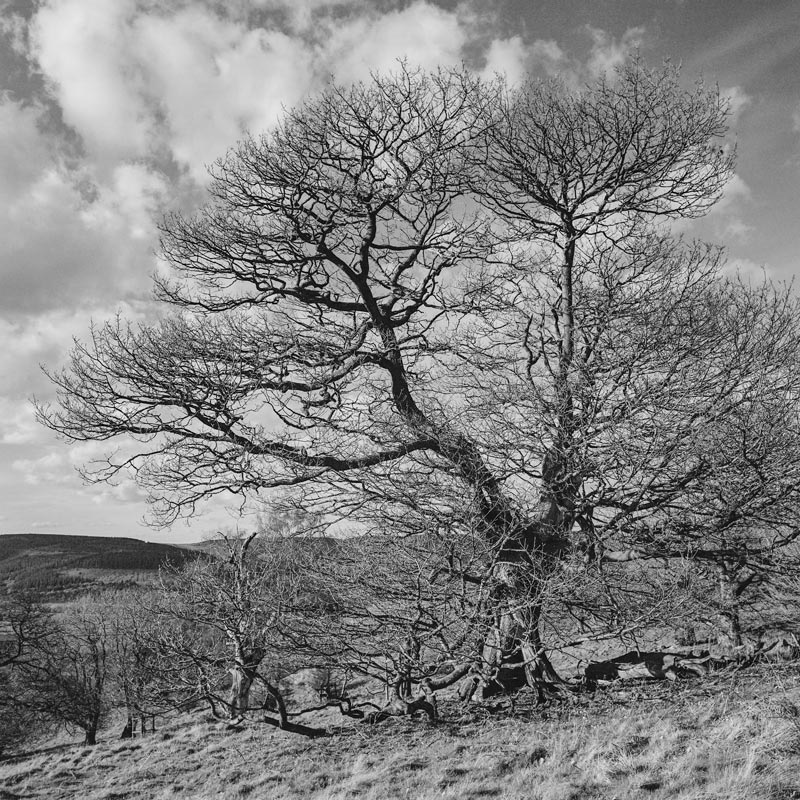 Ancient Trees of the Welsh Marches No. 23
