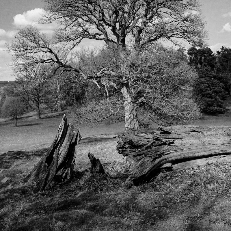 Ancient Trees of the Welsh Marches No. 27