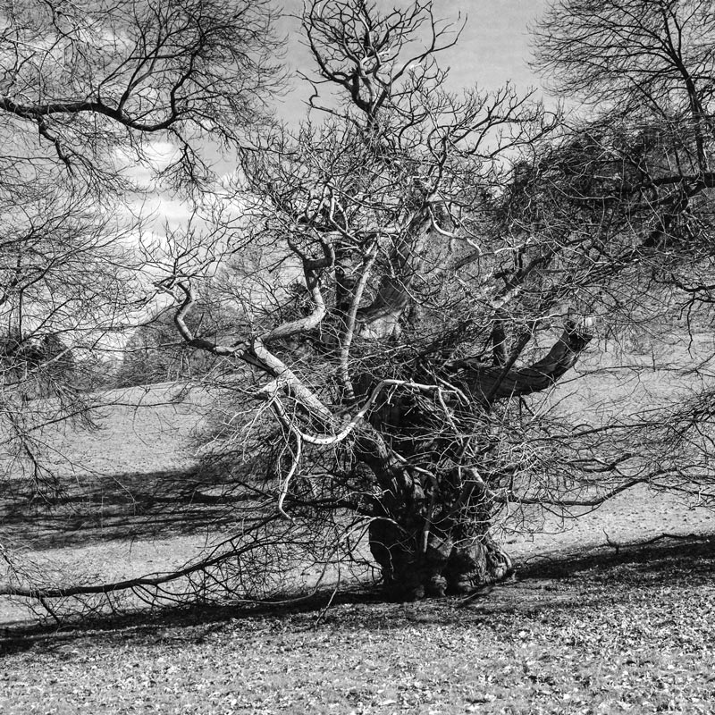 Ancient Trees of the Welsh Marches No. 29