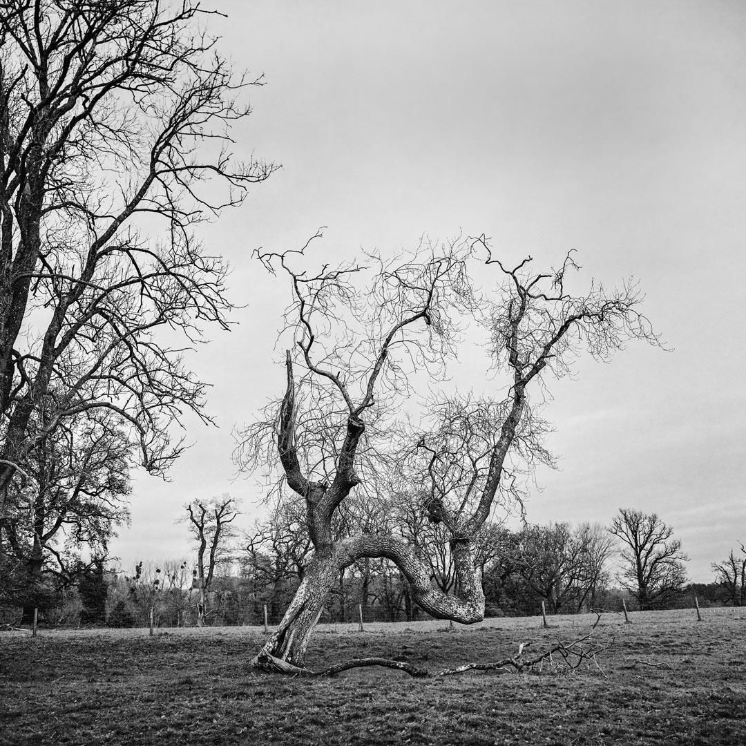 Ancient Tree Croft Castle Park