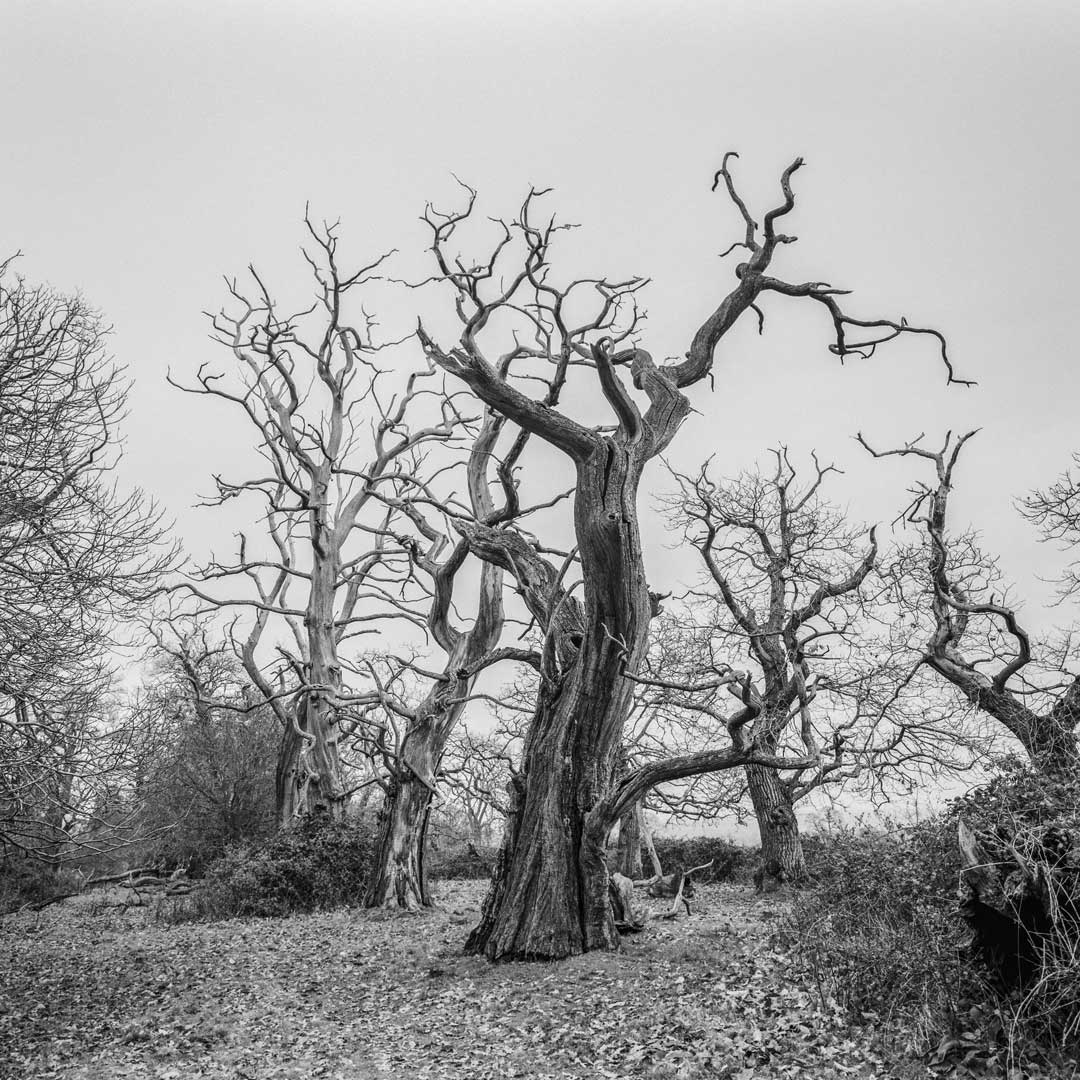 Ancient Trees at Croft Castle Park Herefordshire