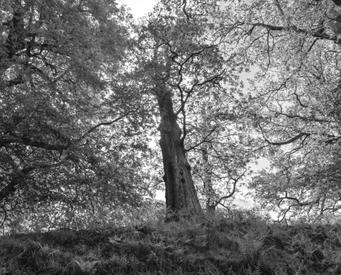 Downton Gorge